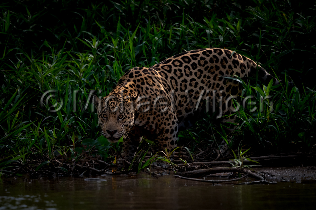 Jaguars Photography